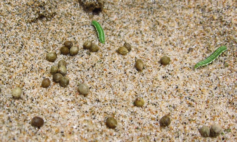 Curculionidae: larve di Coniatus tamarisci